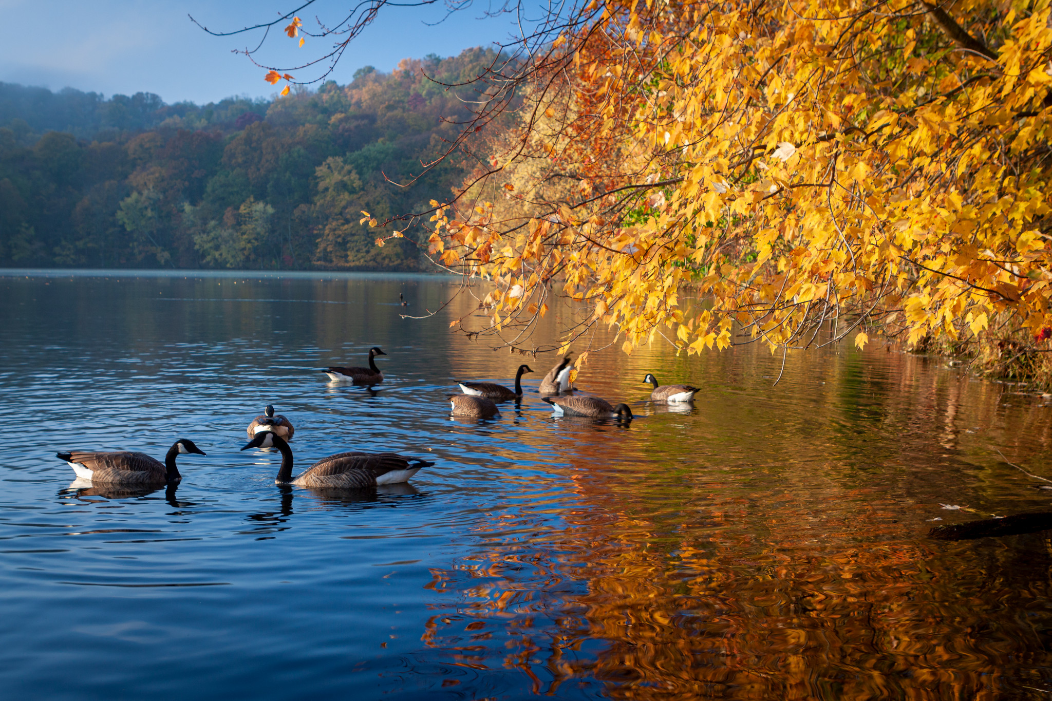 Geese in Radnor Lake