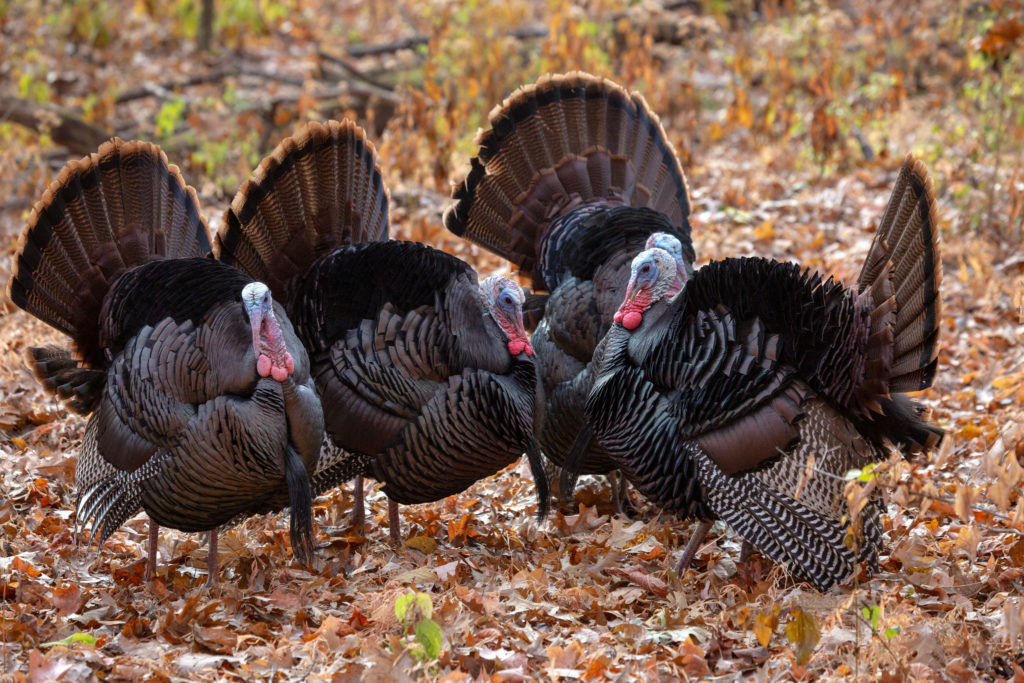 Turkeys in the forest