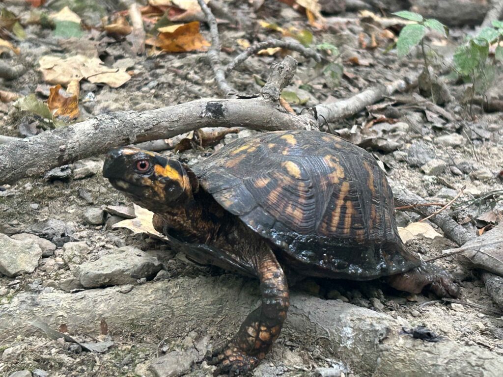 Eastern Box Turtle