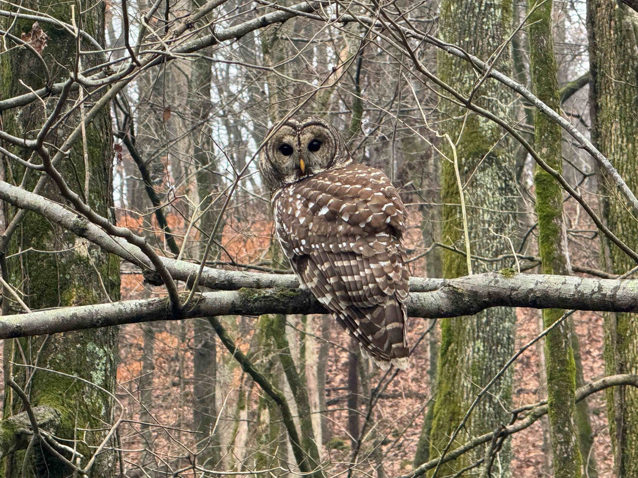 Barred Owl at Radnor Lake